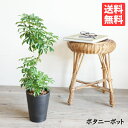 シェフレラ コンパクタ 観葉植物 トールボタニープランター ダークグレー 中型 丈夫 育てやすい 送料無料