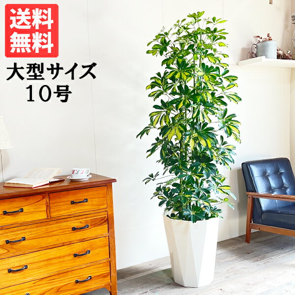 観葉植物 大型 シェフレラ 斑入り イエロー ホンコンカポック 10号 法人様送料無料 おしゃれ 尺鉢 大鉢 10号鉢 大サイズ 大きいサイズ インテリア