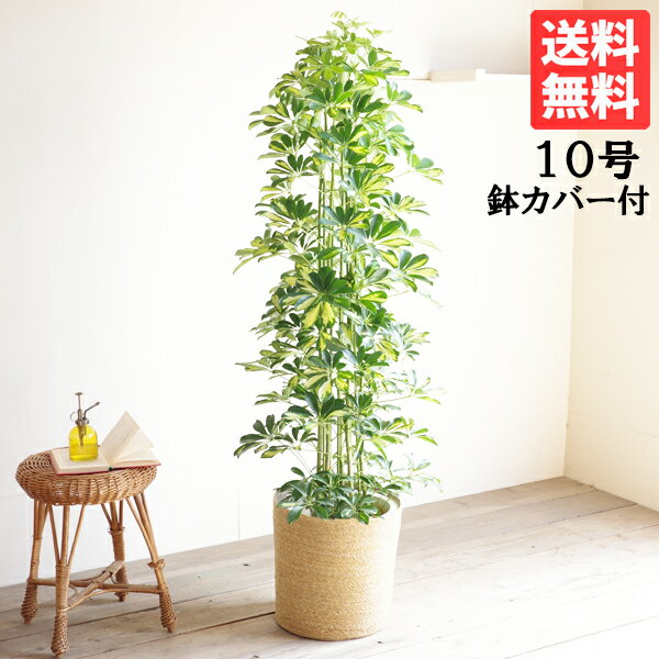 シェフレラ 観葉植物 観葉植物 大型 シェフレラ ホンコンカポック 斑入り イエロー 10号 やわらかいかご付 法人様送料無料 おしゃれ 尺鉢 大鉢 10号鉢 大サイズ 大きいサイズ インテリア 鉢カバー付き