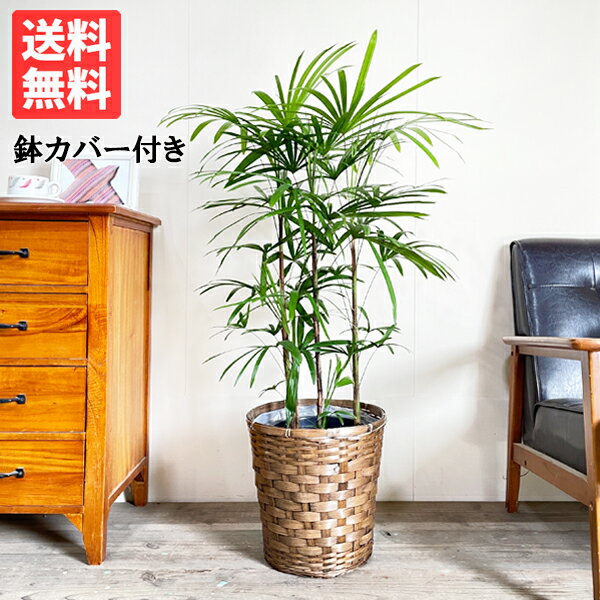 シュロチク 観葉植物 棕櫚竹 シュロチク 8号 鉢カバー付き 送料無料 寒さに強い 観葉植物 中型 大型 インテリア
