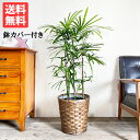 棕櫚竹 シュロチク 8号 鉢カバー付き 送料無料 寒さに強い 観葉植物 中型 大型 インテリア