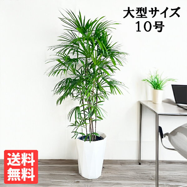 楽天市場】棕櫚竹 シュロチク(観葉植物|花・観葉植物):花 楽天市場】棕櫚竹 シュロチク(観葉植物|花・観葉植物):花
