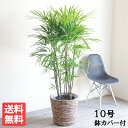 シュロチク 観葉植物 観葉植物 大型 シュロチク 10号 法人様送料無料 バナナリーフ鉢カバー付き 棕櫚竹 寒さに強い おしゃれ 尺鉢 大鉢 10号鉢 インテリア 鉢カバー付き