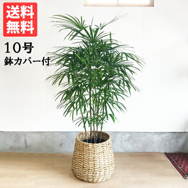 観葉植物 大型 シュロチク 10号 法人様送料無料 手編みバスケット付き 棕櫚竹 プレミアム 寒さに強い おしゃれ 尺鉢 大鉢 10号鉢 インテリア 鉢カバー付き