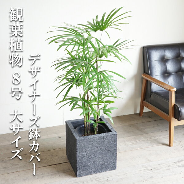 シュロチク 観葉植物 シュロチク 棕櫚竹 キューブ型 8号 デザイナーズ 高級鉢カバー付 ブラック 大鉢 8号鉢 インテリア 寒さに強い