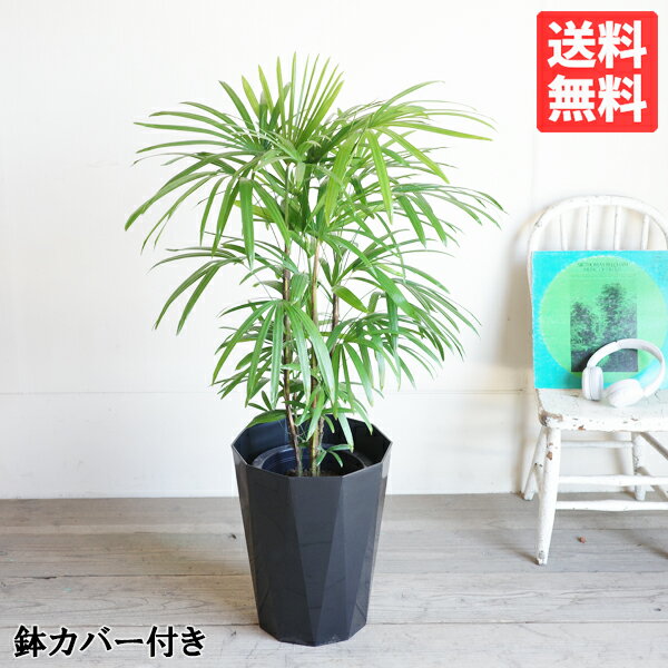 シュロチク 観葉植物 棕櫚竹 シュロチク 8号 スタイリッシュな黒色鉢カバー付き 送料無料 寒さに強い 観葉植物 中型 大型 インテリア