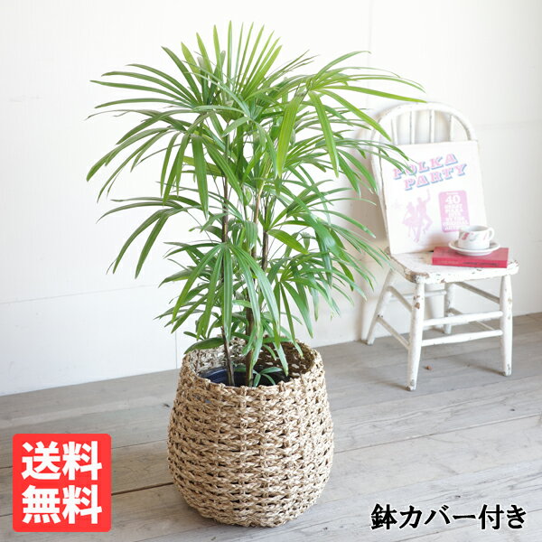 シュロチク 観葉植物 棕櫚竹 シュロチク 8号 手編みバスケット付き 送料無料 ヤシの木 やしの木 観葉植物 おしゃれ 中型 大型 インテリア 寒さに強い