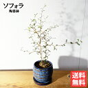 ソフォラ リトルベイビー 藍色の陶器鉢植え 卓上サイズ 観葉植物 ミニ bonsaibowl 送料無料 青 blue ミニサイズ 小型 インテリア