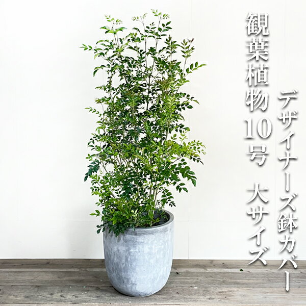 送料無料でお届けします シマトネリコ トネリコ 法人宛送料無料 庭木 鉢植え 観葉植物 大型 シンボルツリー 通販 販売 バルコニー オフィス 新築祝い 花 ガーデン Diy インテリア 10号 ラウンド型 デザイナーズ 高級鉢カバー付 アッシュグレー 10号鉢 法人様送料無料 送料無料でお届けします シマトネリコ トネリコ 法人宛送料無料 庭木 鉢植え 観葉植物 大型 シンボルツリー 通販 販売 バルコニー オフィス 新築祝い 花 ガーデン Diy インテリア 10号 ラウンド型 デザイナーズ 高級鉢カバー付 アッシュグレー 10号鉢 法人様送料無料