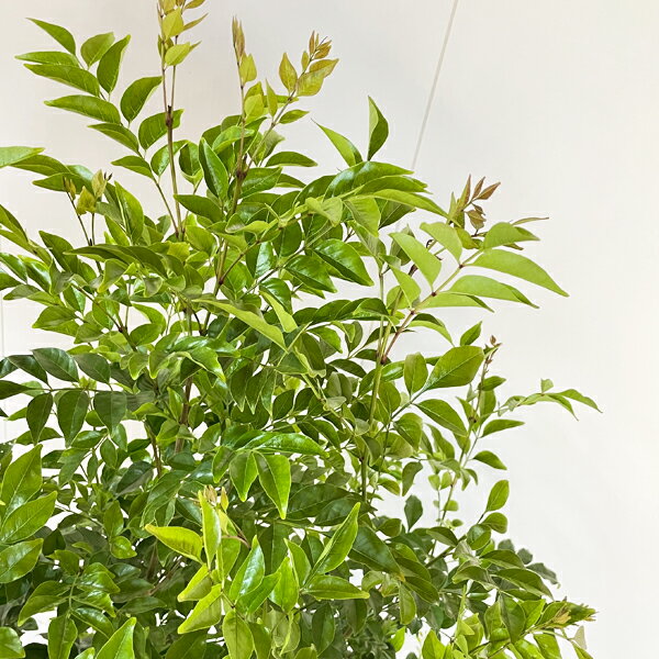 送料無料でお届けします シマトネリコ トネリコ 法人宛送料無料 庭木 鉢植え 観葉植物 大型 シンボルツリー 通販 販売 バルコニー オフィス 新築祝い 花 ガーデン Diy インテリア １０号 ラウンド型 デザイナーズ 高級鉢カバー付 アッシュグレー 10号鉢 法人様送料無料