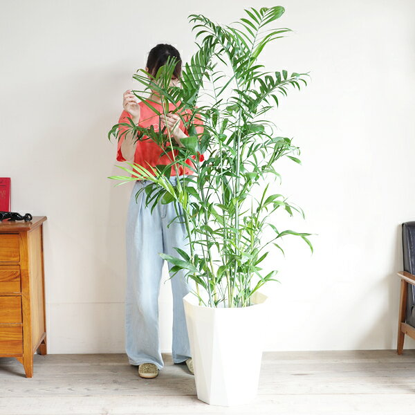観葉植物 大型 チャメドレア セフリジー ヤシの木 10号 法人様送料無料 おしゃれ ...