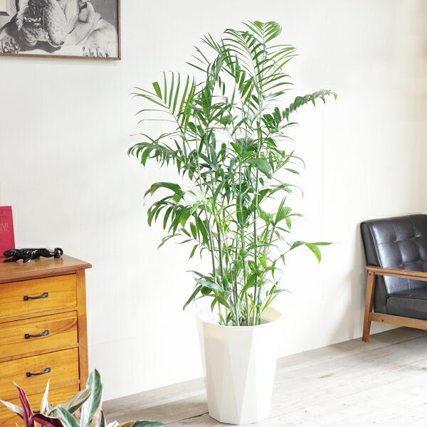 ���տ�ʪ �緿 �����ɥ쥢 ���եꥸ�� �䥷���� 10�� ˡ��������̵�� ������� ��ȭ ��ȭ 10��ȭ �祵���� ����ƥꥢ