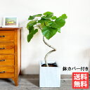 ウンベラータ ループ樹形 ホワイトキューブ鉢 送料無料 フィカスウンベラータ 観葉植物 おしゃれ 中型 大型 フィカス ゴムの木 花 ガーデン DIY 花 観葉植物 観葉植物 インテリア ウランベータ