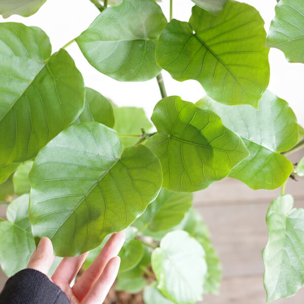 観葉植物 大型 ウンベラータ 10号 法人様送料無料 手編みバスケット付 フィカスウ...