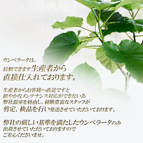 観葉植物 大型 ウンベラータ 10号 法人様送料無料 手編みバスケット付 フィカスウ...