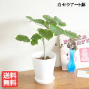 ウンベラータ フィカスウンベラータ 送料無料 室内 おしゃれ 鉢植え おしゃれ ナチュラル 中型 ウランベータ 通販 販売 新築祝い 花 ガーデン DIY 花 観葉植物 インテリア