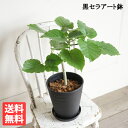 フィカス ウンベラータ ブラック セラアート鉢植え 中型 自宅用 ギフト 送料無料 観葉植物 ゴムの木 ギフト プレゼント