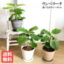 ウンベラータ フィカスウンベラータ 送料無料 室内 おしゃれ 鉢植え おしゃれ ナチュラル 中型 ウランベータ 通販 販売 新築祝い 花 ガーデン DIY 花 観葉植物 インテリア
