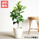 珍しいゴムの木です。育てやすいです！ 送料無料 通販 販売 室内 おしゃれ 鉢植え 新築祝い 誕生日祝い 御祝 お祝い 花 ガーデン DIY 花 観葉植物 観葉植物 インテリア