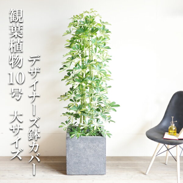 シェフレラ 観葉植物 観葉植物 大型 イエロー 斑入り シェフレラ ホンコンカポック 10号 キューブ型 デザイナーズ 高級鉢カバー付 ブラック 法人様送料無料 プレミアム おしゃれ 尺鉢 大鉢 10号鉢 大サイズ 大きいサイズ インテリア 鉢カバー付き