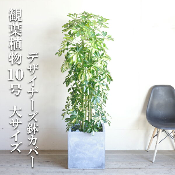 シェフレラ 観葉植物 観葉植物 大型 イエロー 斑入り シェフレラ ホンコンカポック 10号 キューブ型 デザイナーズ 高級鉢カバー付 アッシュグレー 法人様送料無料 プレミアム おしゃれ 尺鉢 大鉢 10号鉢 大サイズ 大きいサイズ インテリア 鉢カバー付き