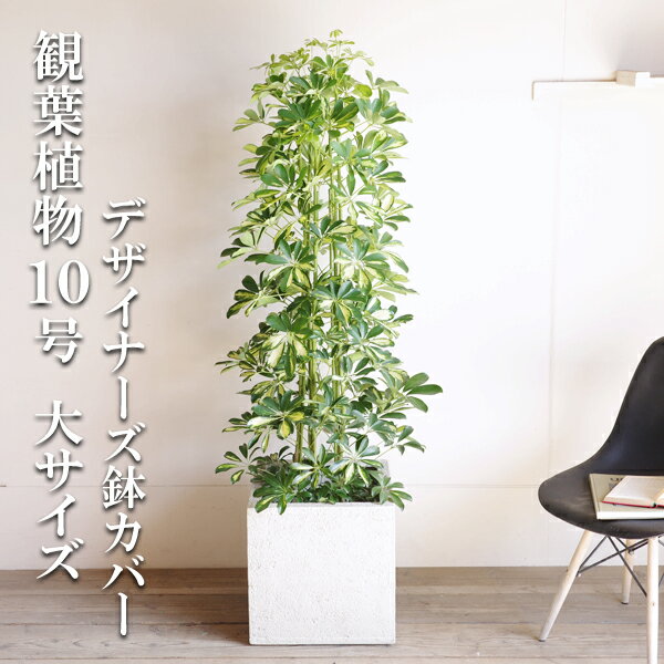 シェフレラ 観葉植物 観葉植物 大型 イエロー 斑入り シェフレラ ホンコンカポック 10号 キューブ型 デザイナーズ 高級鉢カバー付 アイボリー 法人様送料無料 プレミアム おしゃれ 尺鉢 大鉢 10号鉢 大サイズ 大きいサイズ インテリア 鉢カバー付き