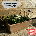 季節の寄せ植え 花 苗 スクエア イタリア製テラコッタ鉢 テラコッタ植え 玄関 イベント 目隠し 鉢植え ベランダ テラス バルコニー ハーブ