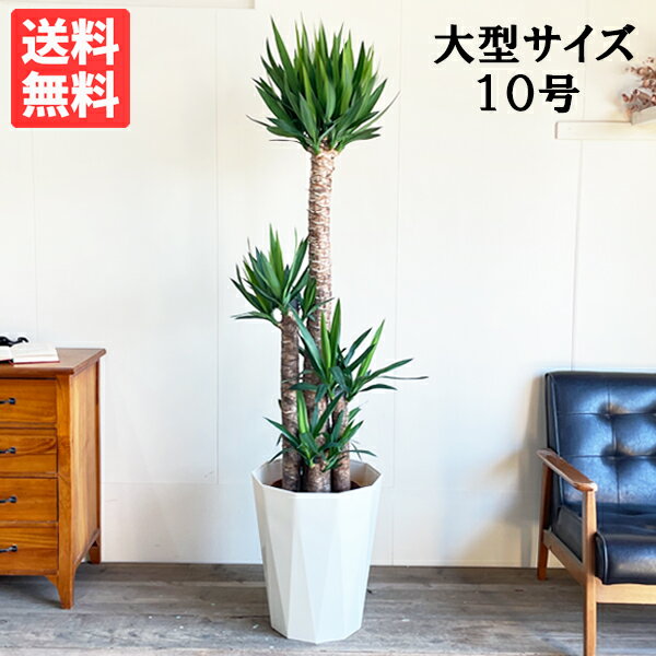 ユッカ 観葉植物 大型 ユッカ エレファンティペス 10号 青年の樹 法人様送料無料 寒さに強い おしゃれ 尺鉢 大鉢 10号鉢 大サイズ 大きいサイズ インテリア