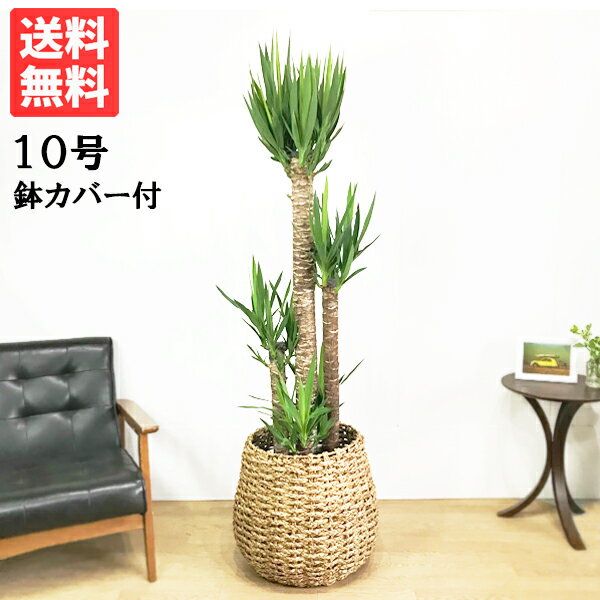 ユッカ 観葉植物 大型 ユッカ エレファンティペス 10号 法人様送料無料 手編みバスケット付き 寒さに強い プレミアム おしゃれ 尺鉢 大鉢 10号鉢 大サイズ 大きいサイズ インテリア 鉢カバー付き 青年の木