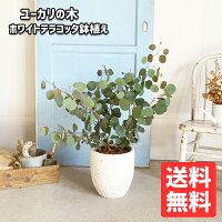 ユーカリ ユーカリの木 ホワイトテラコッタ鉢植え 観葉植物 送料無料 苗 苗木 ベランダ テラス バルコニー ハーブ シンボルツリー シルバーリーフ バルコニスト 玄関