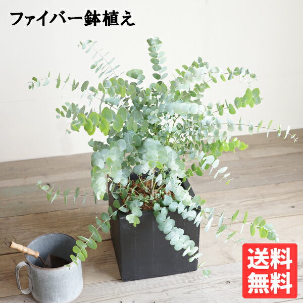 ユーカリ ブラックキューブ鉢植え 観葉植物 送料無料 苗 苗木 ベランダ テラス バルコニー ハーブ シンボルツリー シルバーリーフ バルコニスト 玄関