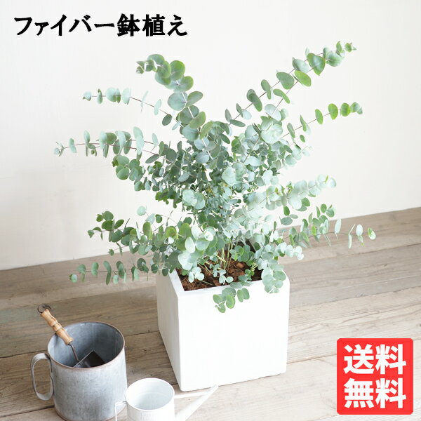 ユーカリ ホワイトキューブ鉢植え 観葉植物 送料無料 苗 苗木 ベランダ テラス バルコニー ハーブ シンボルツリー シルバーリーフ バルコニスト 玄関