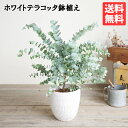 ユーカリ ホワイトテラコッタ鉢植え 観葉植物 送料無料 苗 苗木 ベランダ テラス バルコニー ハーブ シンボルツリー シルバーリーフ バルコニスト 玄関