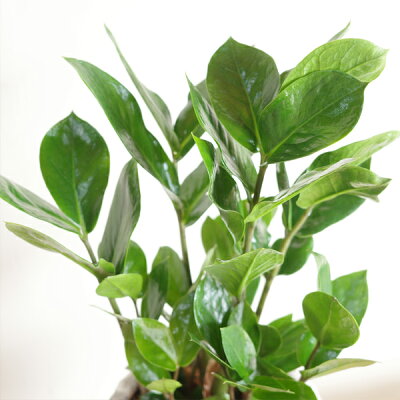 ザミオクルカスの育て方 植え替えのコツや上手な増やし方を紹介 Botanica ザミオクルカスの育て方 植え替えのコツや上手な増やし方を紹介 Botanica