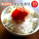 令和2年産 新潟県産コシヒカリ 白米10kg 【送料無料 送料込み】北海道・沖縄・一部離島を除く【税込】 【検査米】 こめ お米 こしひかり