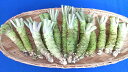 【送料無料】業務用生わさび 1Kg(中サイズ不揃い)