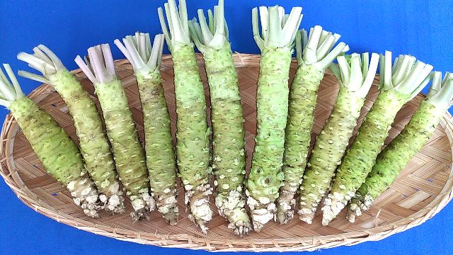 【送料無料】業務用生わさび 1Kg(大サイズ不揃い)