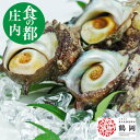 サザエ 殻付き 生食 1kg(5個から10個) 山形県庄内浜産 さざえ 刺身 bbq 海鮮 バーベキュー バーベキューセット 食の都庄内