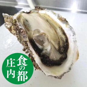 天然 岩ガキ 中サイズ生食用 送料無料 1kg(5〜7個） 岩牡蠣 殻付き バーベキュー BBQ お中元 ギフト 【楽ギフ_のし】