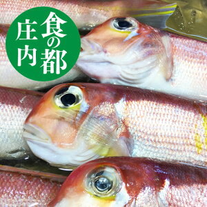 甘鯛 1kg4〜6尾前後 生冷蔵 送料無料 アマダイ 食の都庄内 山形県庄内浜