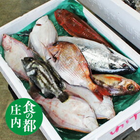 【鮮魚セット】A 山形県庄内産 【鮮魚 詰め合わせ】 【鮮魚セット 送料無料】 鮮魚ボックス 魚 食の都庄内