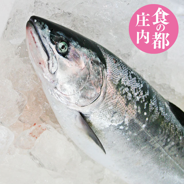 【サクラマス】2kgから2.5kg 3月上旬より順次発送【本マス】【本鱒】【鮮魚】 直送 ギフト 山形県庄内浜産 桜マス 食の都庄内