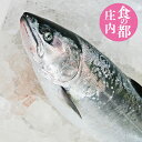 【サクラマス】2kgから2.5kg 3月上旬より順次発送【本マス】【本鱒】【鮮魚】 直送 ギフト 山形県庄内浜産 桜マス 食の都庄内