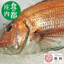 天然【真鯛】1.5kgから2kg冷蔵 【鯛】【マダイ】山形県庄内産 鮮魚 魚 さかな 手塚商店 食の都庄内