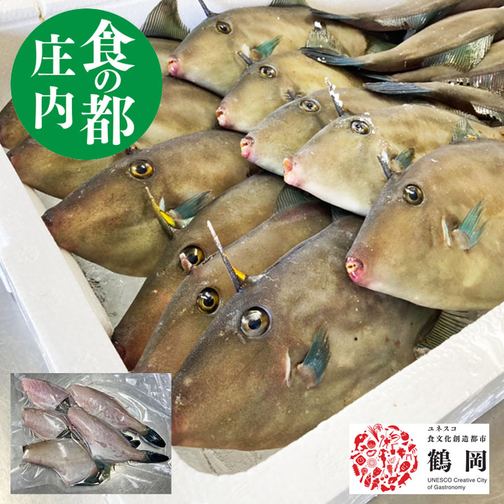 天然ウマヅラハギ 500g前後3〜8尾 生冷凍 食品 お刺身 刺身 柵 煮付け 塩焼き 昆布締め ペ ...