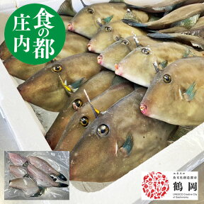 天然ウマヅラハギ 500g前後3〜8尾 生冷凍 食品 お刺身 刺身 柵 煮付け 塩焼き 昆布締め ペットフード 猫