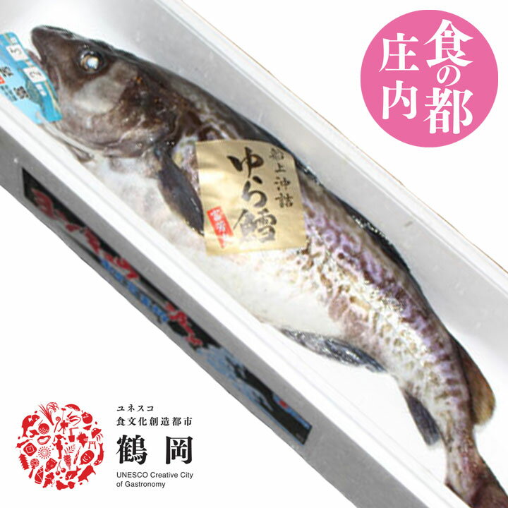 【真鱈 オス】 2.5kgから3kg丸ごと1尾 送料無料 山形県産天然 寒鱈 たら白子 鍋 マダラ 真ダラ 寒ダラ