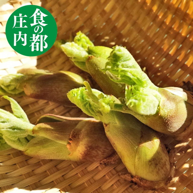 【山菜】【タラの芽】 50g 山形県庄内産 促成栽培 産地直送 たらの芽 野菜 庄内野菜 食の都庄内