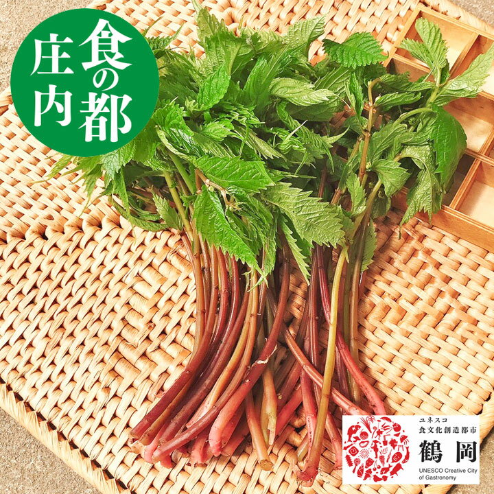 天然 山菜 赤ミズ 200g冷蔵 山形県庄内地方 赤みず 春 山菜セット 佐徳