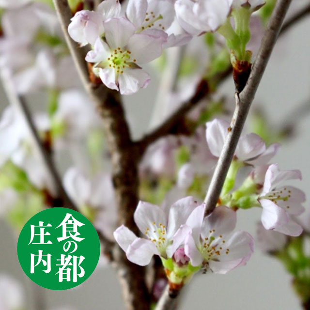 【啓翁桜】【送料無料】 5本束 約80cm 山形県庄内産産地直送 けいおうざくら 桜 プレゼント 食の都庄内